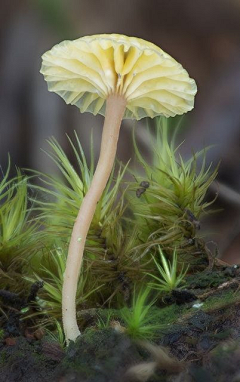 美丽人生2019采集到植物王国（菌）