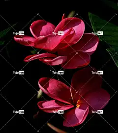 姜黄色百合花 花壁纸 美丽的花朵 素馨花 花卉背景 红色的 花朵