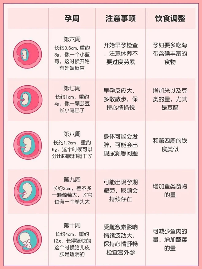 怀孕•十月怀胎宝宝发育全过程 - 小红书-花瓣网