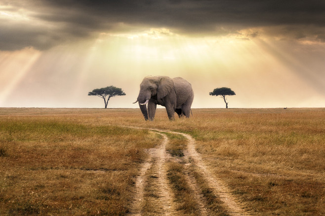 Road to the Mara : A...