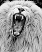 西蒙·尼达姆（Simon Needham）的狮子摄影