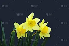 哀悼的概念。黄色的花水仙或新鲜水仙花在黑暗的背景上。我们怀念，我们哀悼。选择性聚焦，特写，侧视图，拷