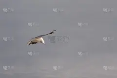 在一个阳光明媚的春天，海滩上的海鸥和鸽子。