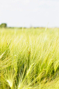 小麦田的照片，小麦田野风光摄影
wheat field photos, wheat fields and landscape photography.