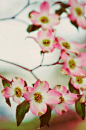 Pink Dogwoods Blooming