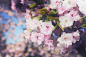 Cherry blossoms by Nikita Maydanov on 500px