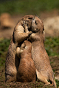 cute-rodent-family-kiss