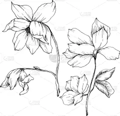 玉兰类,植物学,黑色,壁纸,植物群,春天,乡村风格,花,剪影