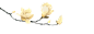 玉兰1