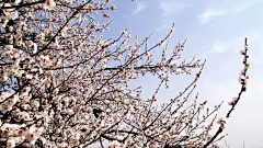 纯洁美丽的杏花桌面壁纸高清桌面壁纸1