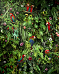 Canopy : "Canopy", a new large-scale image created as a diptych, featuring a highly stylized and patterned vision of the jungle canopy, with tropical plants, hibiscus flowers, and red macaws. I wanted to create a beautiful and captivating image 