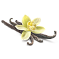 香草vanilla1