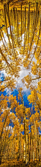 180º aspens - photo by thomas o'brien