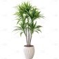 植物通用实景盆栽绿植元素素材