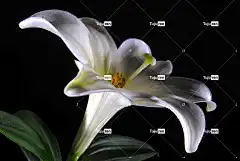 花 花瓣 百合 开花 盛开 自然 花壁纸 植物群 水生植物