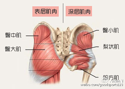 臀部肌肉构造