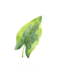水彩 花圈 热带雨林 动物 植物 鸟类 烈火鸟 冰淇淋 PNG免抠图 15