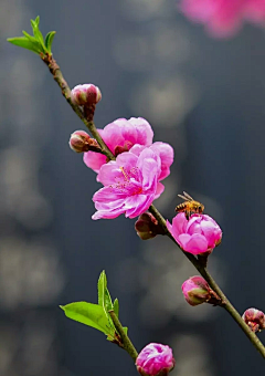 閑看蛛絲網落花采集到梅花，桃花，