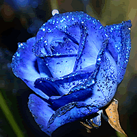 唯美蓝色妖姬蓝色玫瑰头像,深邃的蓝色真的...