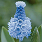 Grape hyacinth