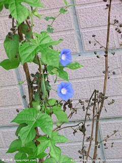 花瓣--雨采集到牵牛花