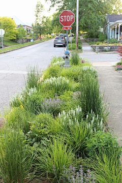 233333557采集到植物-市政道路绿化