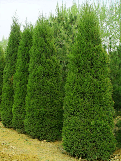 AAdara采集到华北植物图鉴
