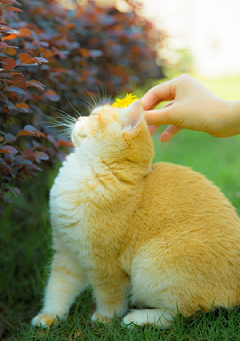 漠淩采集到【猫呀呀呀呀呀】