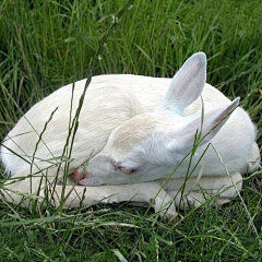 鹿子6狐9兔兔11其他小可爱604好看的昆虫48蝴蝶47影视7好看的摄影色调