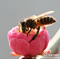 贪吃的小蜜蜂。。。。O(∩_∩-笨鸟香妃 #美圖分享 # #摄影# #微距#