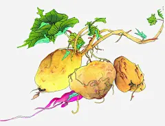 地瓜食物 创意素材