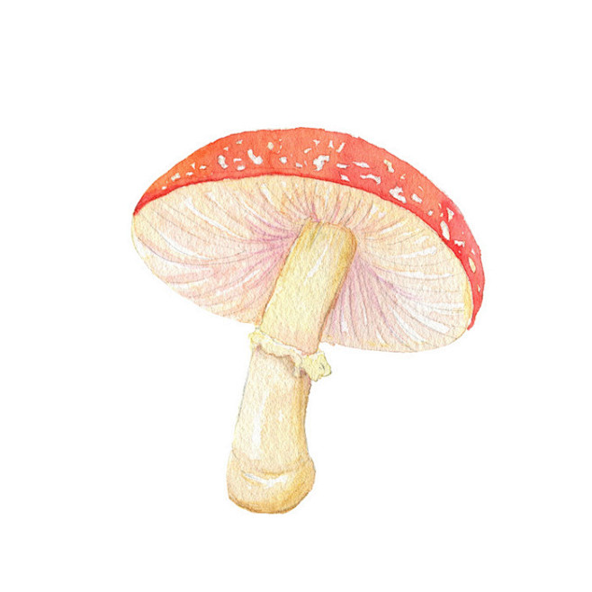 小蘑菇-泷艺_水彩,插画,蘑菇,清新_涂...