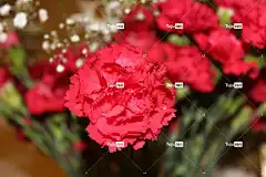 康乃馨 美丽的花朵 自然 花壁纸 花 红色花朵 花卉背景 花朵