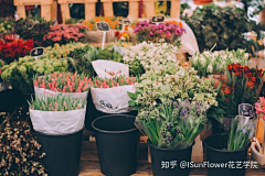 镜子的电脑采集到其它-花