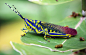Animal of The Day : Pictures and facts about a new animal each day. Send me suggestions and ask me questions.