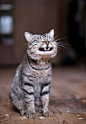 猫咪可爱的微笑，与凶神恶煞的牙齿。