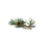 Pine Tree Sprig.H03.2k (1)