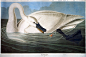 John-James-Audubon-Trumpeter Swan The Birds of America (1838)