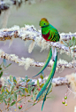 RESPLENDENT QUETZEL