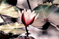 water-lily-4310596_960_720