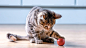 232-2-3ca-weaning-kitten-stage-environment