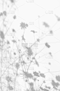 阴影覆盖效果的品牌。模型。自然照明场景。浅灰色的阴影草和花在白色的墙上。带有复制空间的横幅