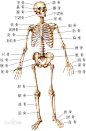 人体骨骼图片_百度百科