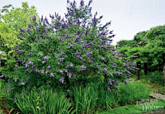 疯狂的妈采集到花镜植物