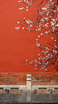 #美图摄影# #素材推荐# 杏花春雨杨柳风，红墙绿瓦宫门重。| Cr：北京故宫