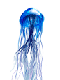 jellyfish_PNG16.png (360×480)