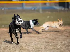 搜救犬