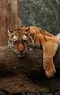 Tiger hanging out
