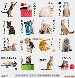 line贴图表情包猫照片贴纸02 |Cat Photo Stickers 02 各种猫出现，Vol，2|Various cat appeared. Vol.2@飞天胖虎