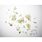 Guerlain (@guerlain)'s Instagram Profile | Tofo.me · Instagram网页版